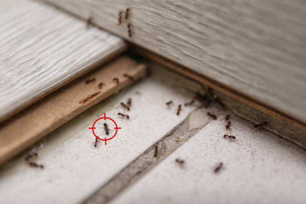 Pest Control Cost in Morrison, IL