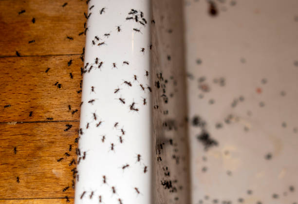 Best Pest Prevention Services  in Morrison, IL