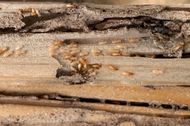 Best Residential Pest Control  in Morrison, IL