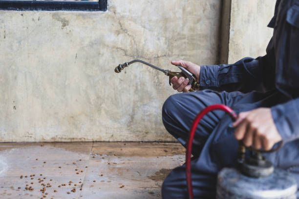 Best Wasp Removal Services  in Morrison, IL